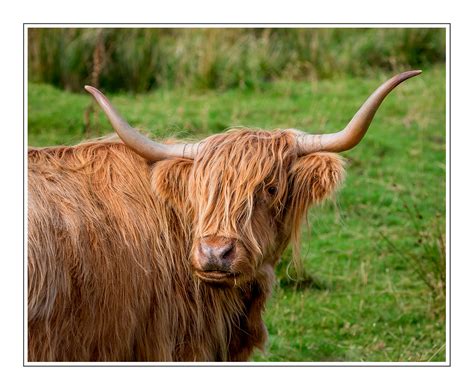 Highland Cow By Photographer Paul Compton Haddon Galleries