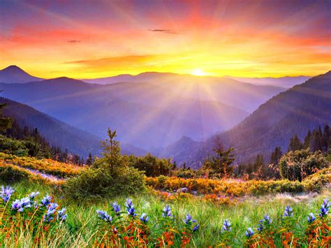 Awesome Sunset Sun Rays Forested Mountains, Beautiful Mountain Flowers