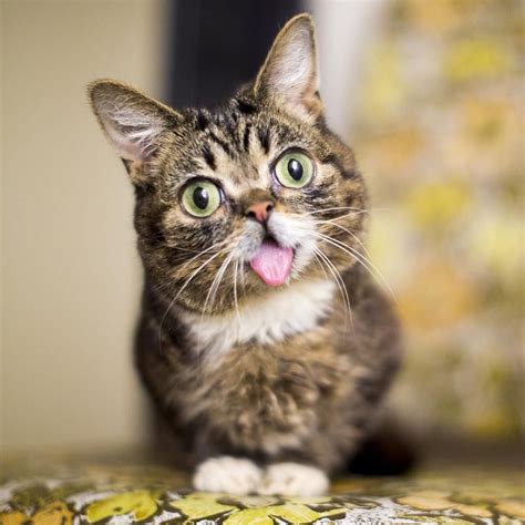 Lil Bub On Pets Crazy Cats Cats