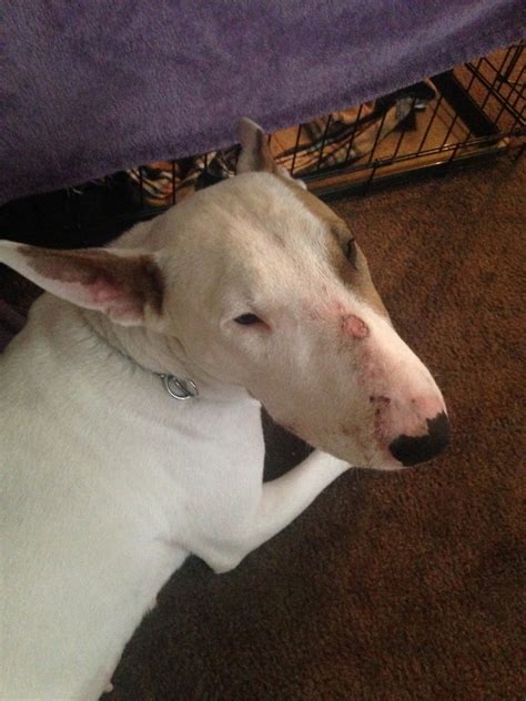 Sores On Nose And Ankles Strictly Bull Terriers