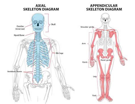 Appendicular Skeletal System Medicinebtg Com