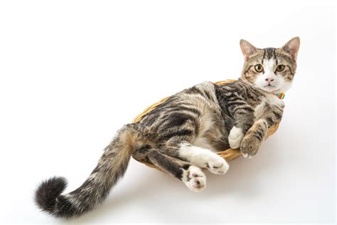 Maybe you would like to learn more about one of these? Feline corona virus (FIP) ELISA - Gribbles Veterinary