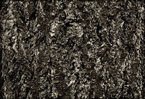 Tree Bark Background In Black And White Stock Image Image Of Dark