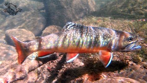 What Is The Biggest Brook Trout Ever Caught With Maps And Tips