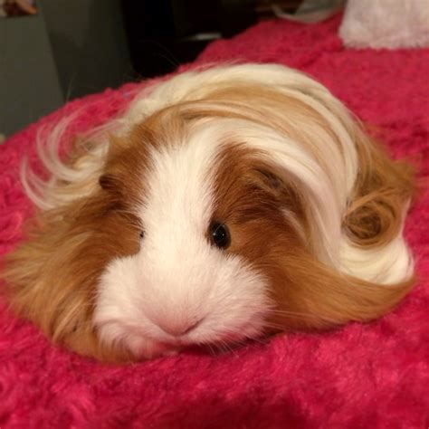 I Need Long Haired Guinea Pigs In My Life And Eating My Grass In The