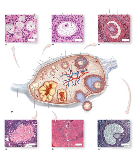 Stages Of Follicle Development Within An Ovary Diagram Quizlet