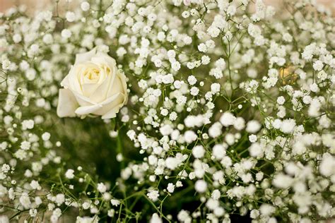 Funeral Flowers Wallpapers Top Free Funeral Flowers Backgrounds