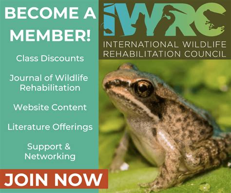 Iwrc Member Spotlight Karen Gosse International Wildlife