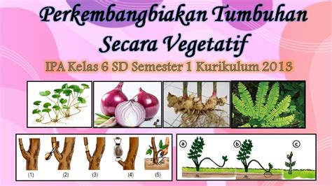 Perkembangbiakan Tumbuhan Vegetatif Ipa Kelas 6 Sd Tema 1