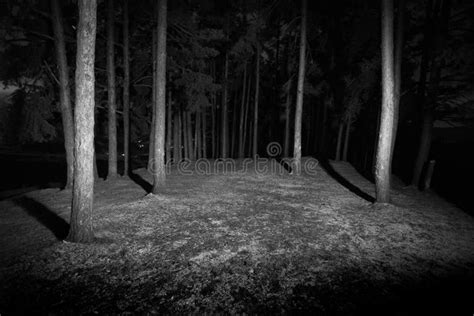 421024 Dark Forest Stock Photos Free And Royalty Free Stock Photos