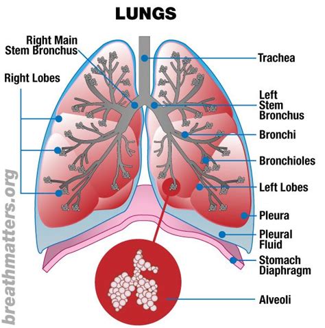 Lung Anatomy Diagram What Is Copd Breath Matters Support Group
