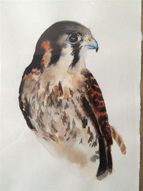 Peregrine Falcon Watercolor By Laura Kirste Campbell Diy Watercolor