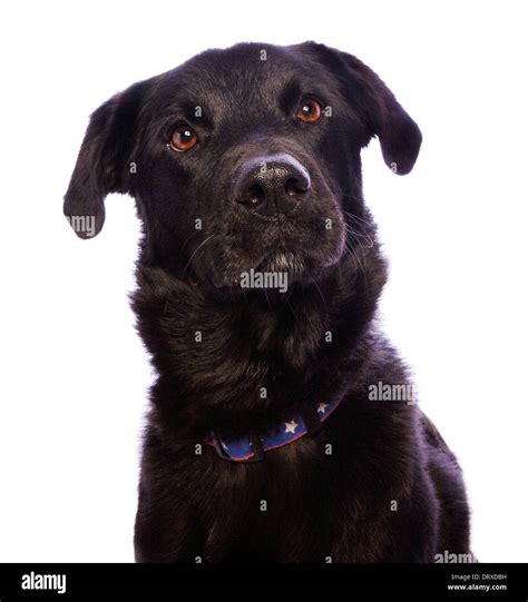 Big Mutt Dog High Resolution Stock Photography And Images Alamy