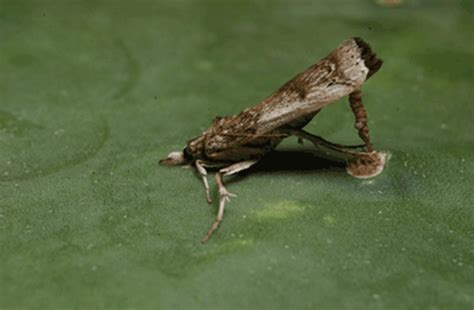 A more recent example of weed biocontrol is the control of apart from insects as biological control agents, some fungi (as bioherbicides) can be used. Cactus Moth