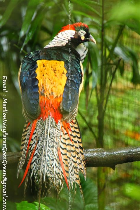 Jurong Bird Park Southeast Asian Birds Aviary ~ Merlion Wayfarer Goes