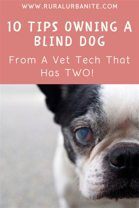 How To Care For A Blind Dog Blinds