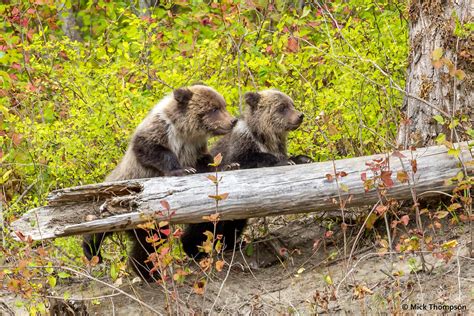 Grizzly Bear Cubs Following Their Mom Along The Atnarko Ri Flickr