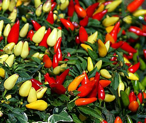 Chili Pepper Ornamental Prairie Fire Capsicum Annuum Seeds