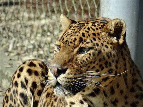 Sri Lankan Leopard Banham Zoo