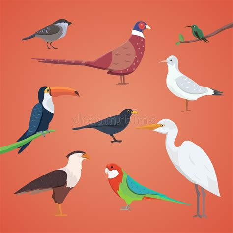 Set Of Different Birds Isolated Vector Collection Cartoon Bird Stock