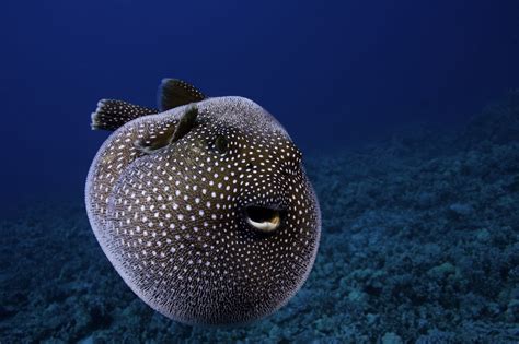 Whats A Pufferfish Explaining Animal Behind Mystery Circles
