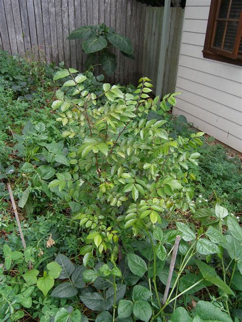 Each plot of starfruit tree costs 15.00k coins to plant, giving 30 planting experience. Carambola Starfruit Kary Tree - Averrhoa carambola