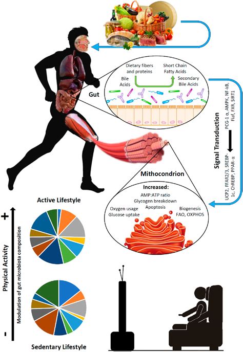 Sarcopenia definitions have been proposed by various working groups and include muscle mass, muscle strength, and physical performance combinations and vary in . Figure 1 from Aging Gut Microbiota at the Cross-Road ...