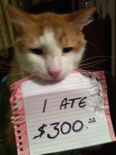 Barks And Blooms Cat Shaming Why Should Dog Owners Have All The Fun