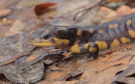 Tiger Salamander Emuseum Of Natural History