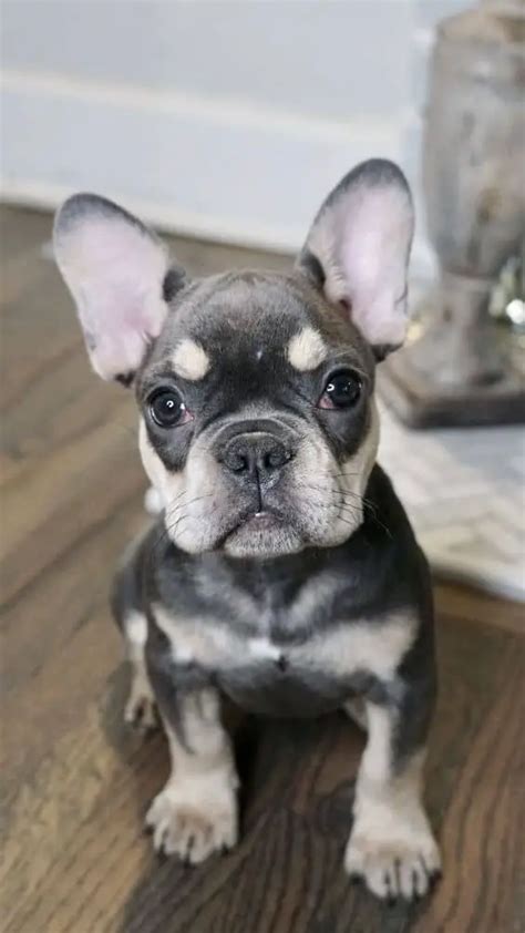 What Are The Rare French Bulldog Colors