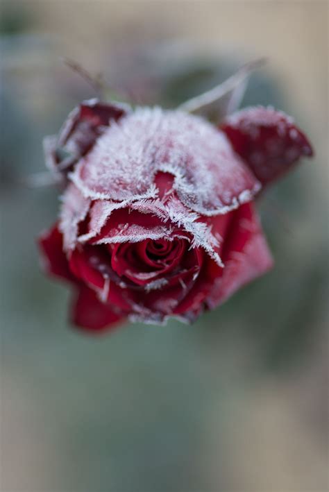 Frozen Rose By Kishida Koji On 500px Winter Rose Frozen Rose