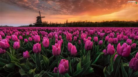 Windmill Pink Viewes Tulips Plantation Trees Great Sunsets