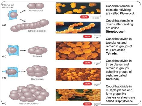 Bacteria Shapes And Arrangement Explained BrokerJuli