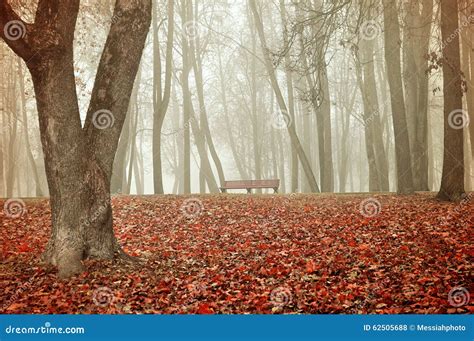 Autumn Landscape In Foggy Weather Stock Photo Image Of Mist Leaves