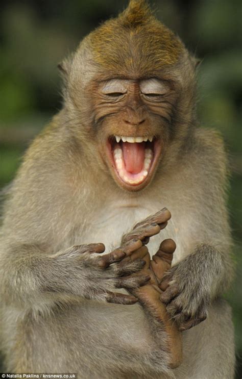 You Cheeky Monkey The Macaque Who Makes Himself Laugh By Tickling His