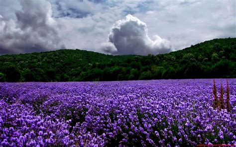 Landscapes Nature Lavender Purple Flowers Wallpaper