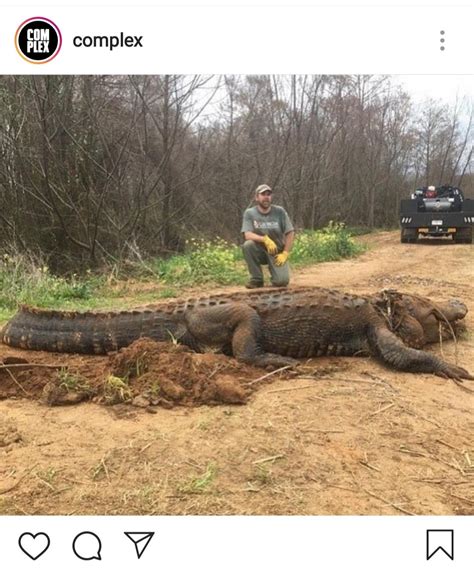A 700 Pound Alligator Absoluteunits