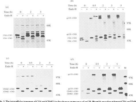 Figure 3 From Analysis Of Endoproteolytic Cleavage And Intracellular