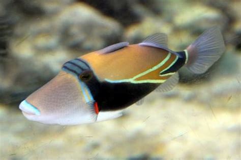 Huma huma has a black mask. Hawaii State Fish | Humuhumunukunukuapua`a