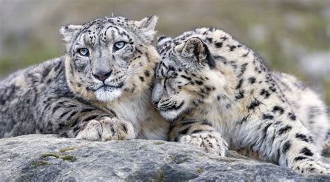 Foto Leopardo De Las Nieves Fondos De Pantalla Grandes Felinos