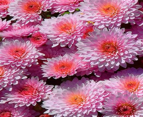 Pink Chrysanthemum Flower Petal Pink Daisy Hd Wallpaper Peakpx