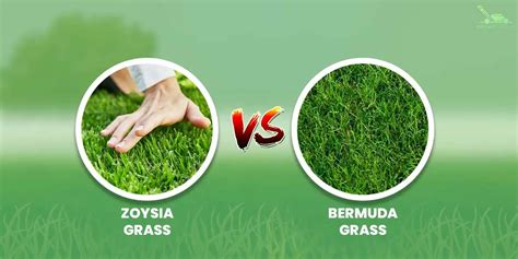 Zoysia Grass Vs Bermuda Grass What Is The Difference Bird And Feather