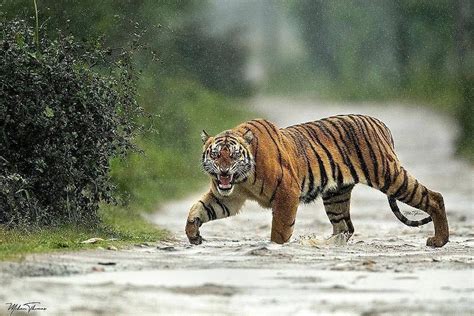 Tiger In Rain Kaziranga In 2020 Big Cats Animals Beautiful Animals