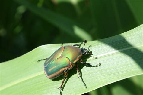 Green June Beetles Out And About Extension Entomology