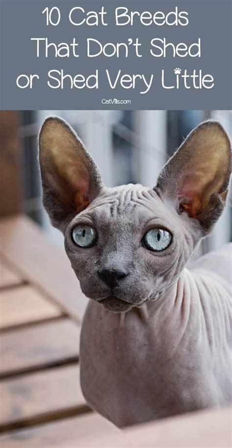 10 Cat Breeds That Dont Shedmuch Catvills