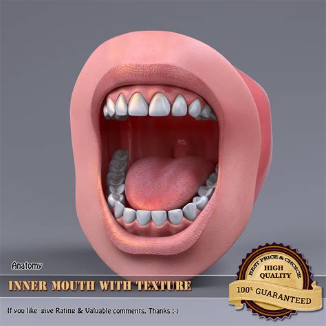 Inner Mouth 3d Model