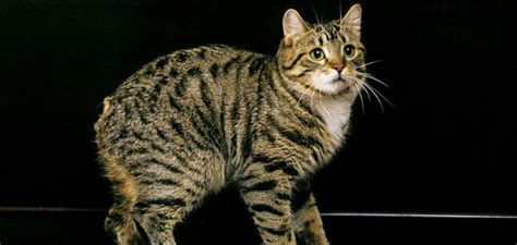 Manx Cat Breed Top Features History Price And Facts Petstime