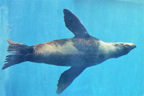 Australian Fur Seal Arctocephalus Pusillus Doriferus Zoochat
