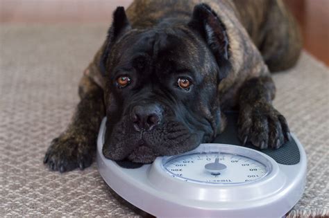 How do you know what amount your dog needs to eat per day? How Much Food Should I Feed My Dog on a Raw Diet?