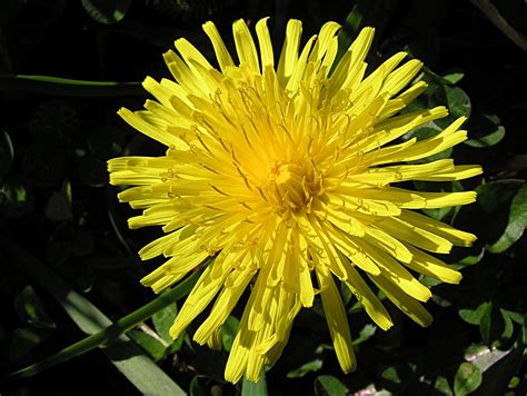 There are 393 dog and dandelion for sale on etsy, and they cost $13.05 on average. flowers for flower lovers.: Dandelion flowers pictures.